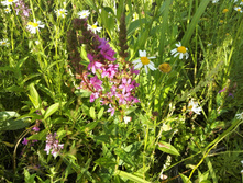 IMG 20150711 183109.jpg