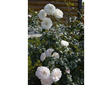 ����������� 035.JPG