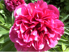 ����-0036.jpg