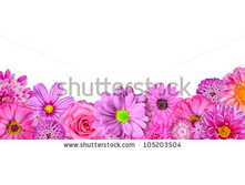 Stock-photo-selection-of-various-pink-white-flowers-at-bottom-row-isolated-on-white-nine-flowers-daisy-105203504.jpg