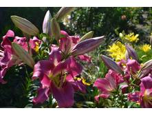 ���� 2015-27 003.JPG