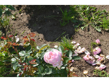 ���� 2015-27 038.JPG