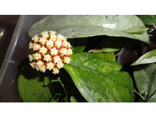 Sp. ����� ��� ������