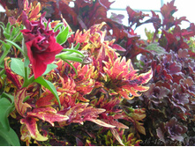 New Hurricane & Cantigny Royale (������)