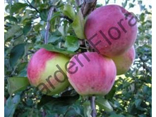 ������ ��������