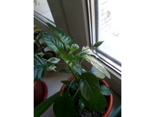 ����������