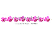Stock-photo-lilac-orchid-in-a-row-isolated-89144959.jpg