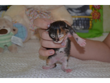 1 ������