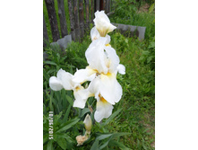 ���� ���������� ���� ������ ���� 130