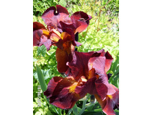 ���� ���������� �������� 140