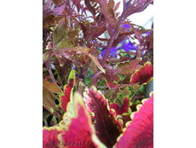 DSCN3334.JPG