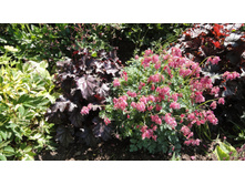 �������� ���� �� �����