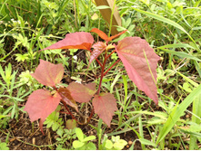 �������� ����� ����.