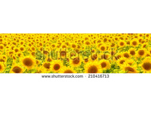 Stock-photo-sunflower-field-210416713.jpg