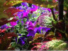 DSCN3118.JPG