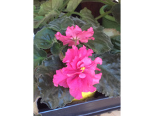 �� ��������