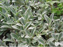 ������ ���������� 70