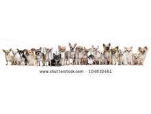 Stock-photo-group-of-chihuahuas-sitting-against-white-background-104832461.jpg