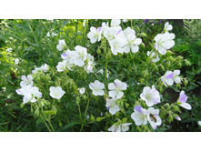 ����� �����