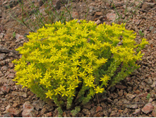 ������ ����� 35 � �����