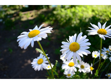 ���� 2014 039.JPG