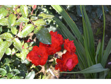 ���� 2015-27 083.JPG