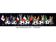 Stock-photo-pano-panorama-collage-of-cute-maine-coon-kittens-on-black-background-with-different-country-27621619.jpg