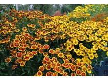 ���������. 100