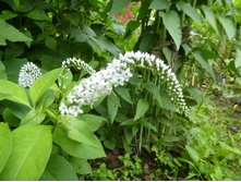 P1040053.JPG��������� ������������.  50�