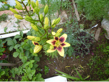 P1040063.JPG ����� ��. ������