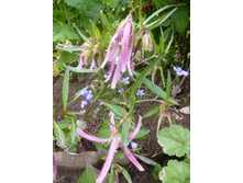 P1040058.JPG ����������� �������� ����������� 70�50�