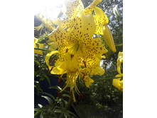 IMG 20150719 144519.jpg