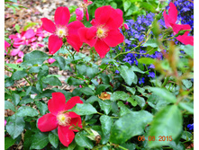 ����� ����(���������� ������� ����� 2015) ������ ���������