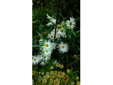 ������� ��������, 80 �.