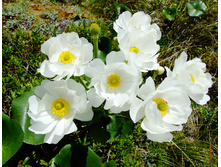 Mountain-flowers-1377494.jpg