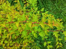 �����������, 150 �.