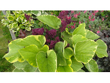 ������� ������� ����