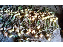 IMG 20150810 122407.jpg