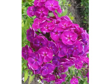 ��������� ������ �����������