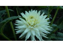 №13 ���� �����.jpg