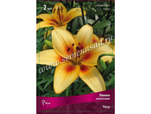 ����� ����.jpg