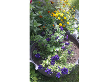 ������ 2015�.