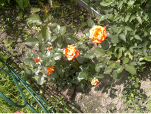 2015-07-18-375 — �����.jpg