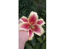 2015-08-09-439.jpg