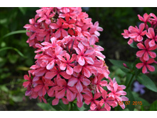 ����� ���������