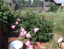 IMG 20150621 094640.jpg