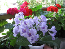 ������������� DS-����������� �������