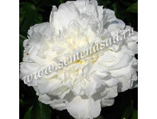 ���� ����� �����.jpg