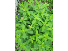 11.07.2015 P7110097.JPG