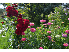 DSC 0800.JPG
